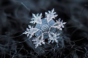 Chụp Ảnh Macro Hiệu Quả Với Phương Pháp Lỗi Thời Nhất - BOW101